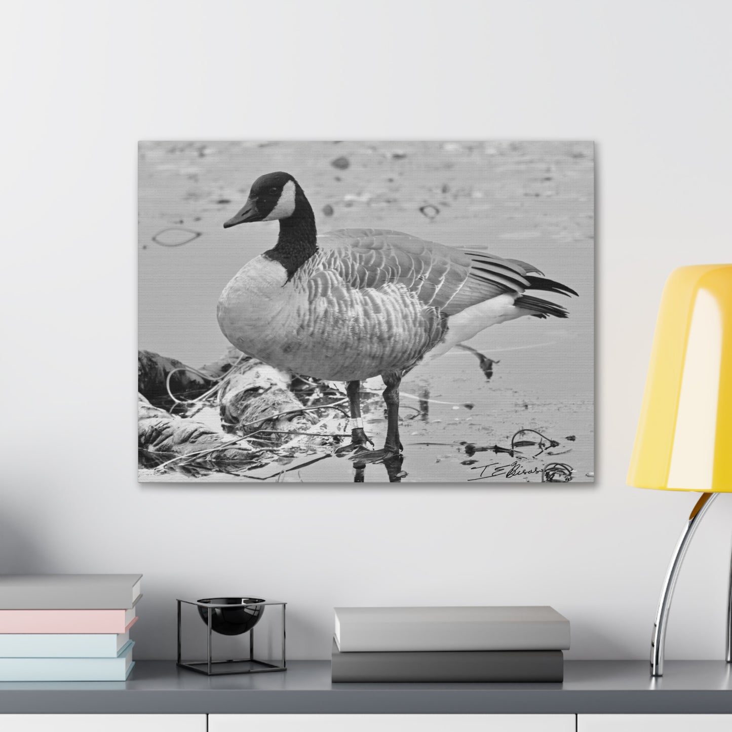 Black and White Photograph of a Banded Goose on Canvas