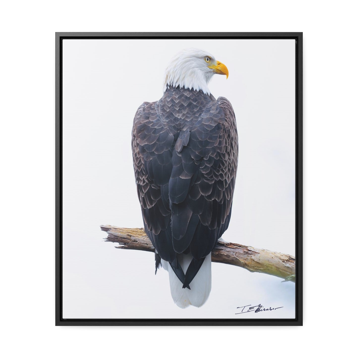Majestic Bald Eagle Photograph on Canvas