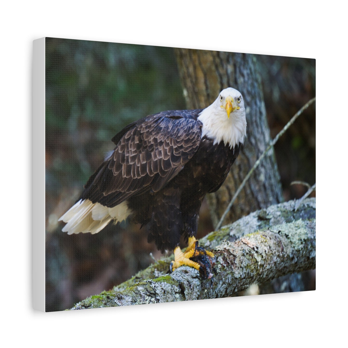 Bald Eagle Canvas Wall Art - Nature Decor for Wildlife Lovers