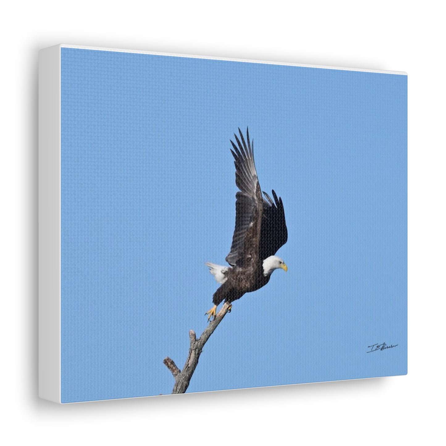 Majestic Bald Eagle Photograph on Canvas