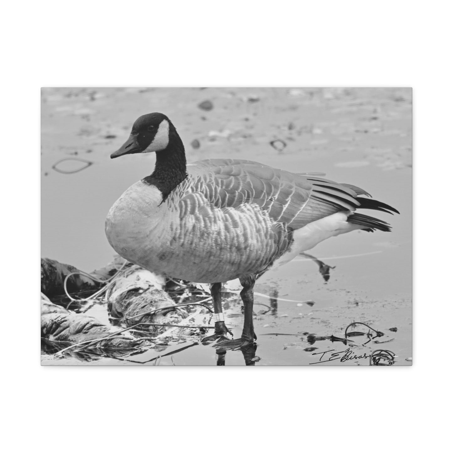 Black and White Photograph of a Banded Goose on Canvas