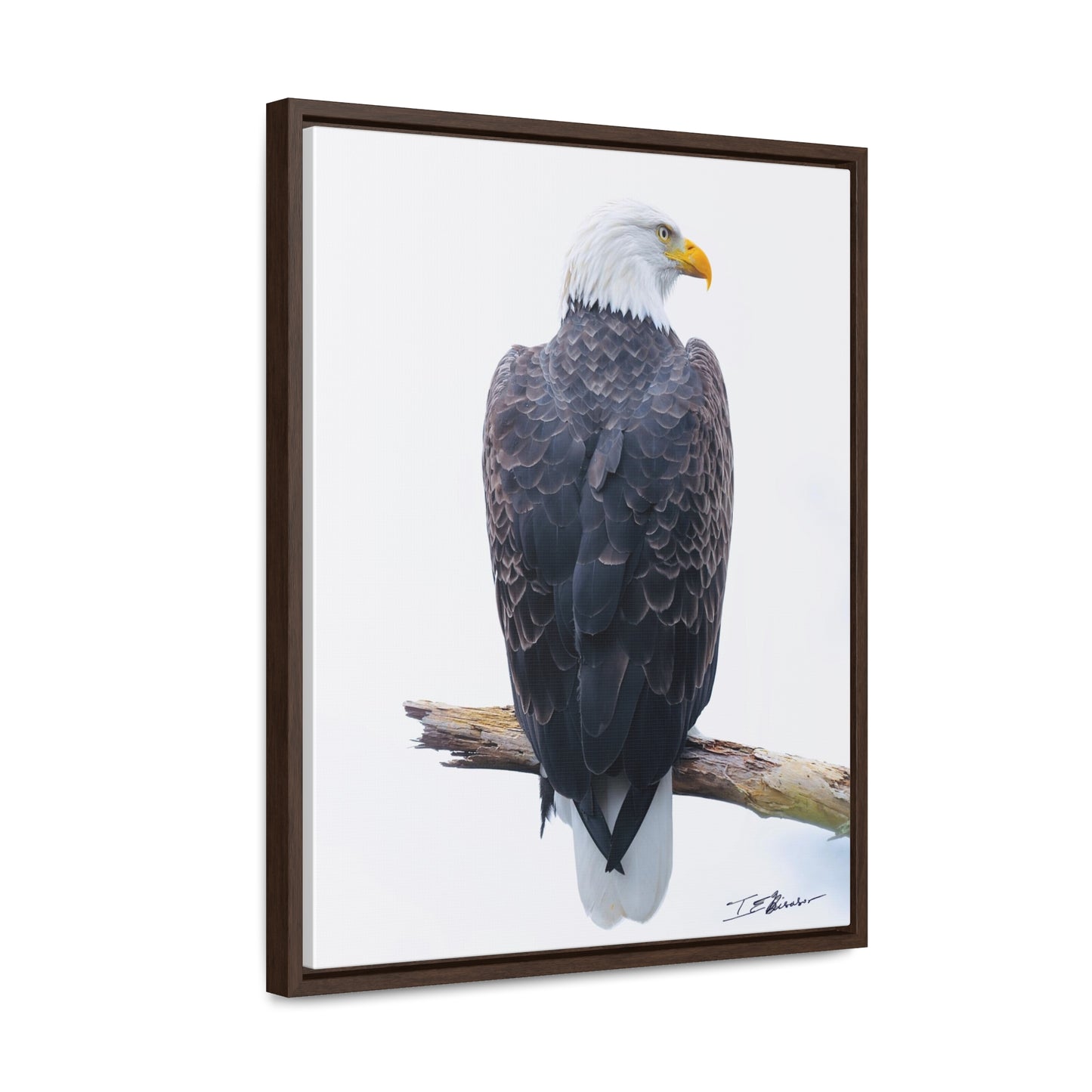 Majestic Bald Eagle Photograph on Canvas