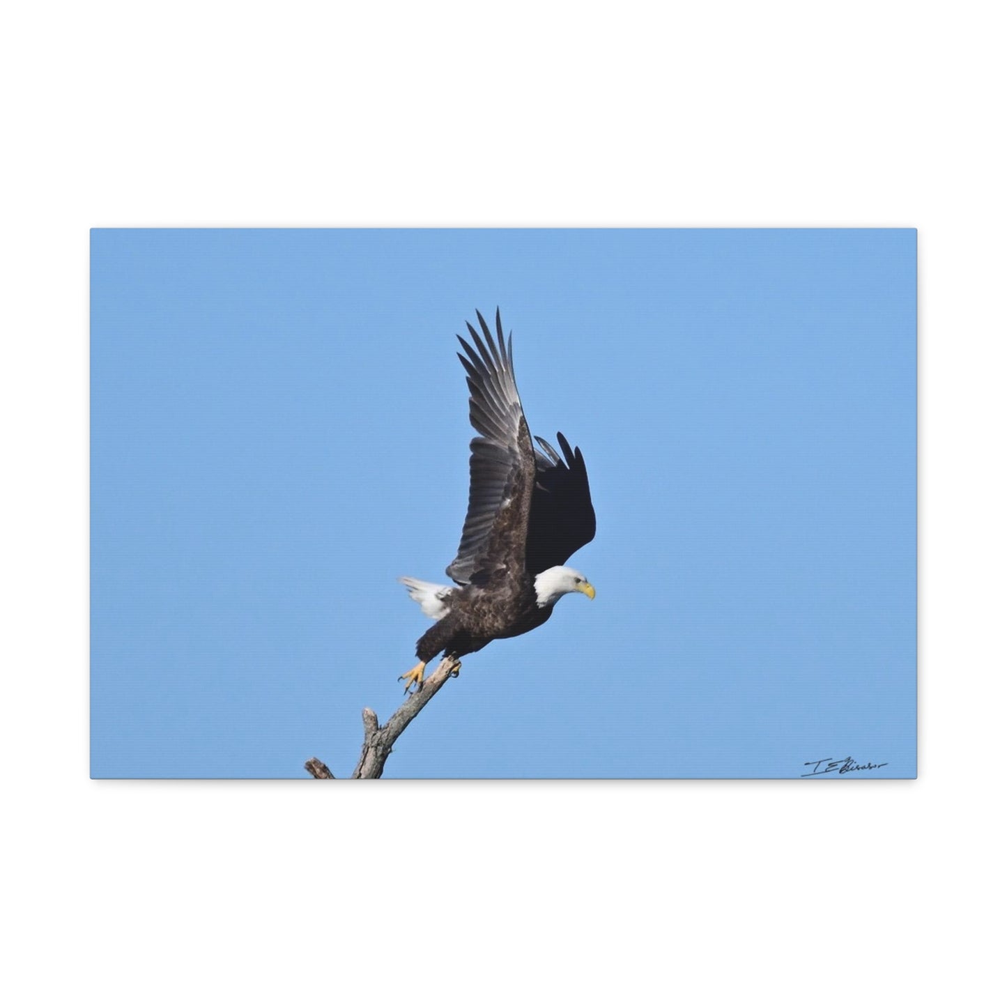 Majestic Bald Eagle Photograph on Canvas
