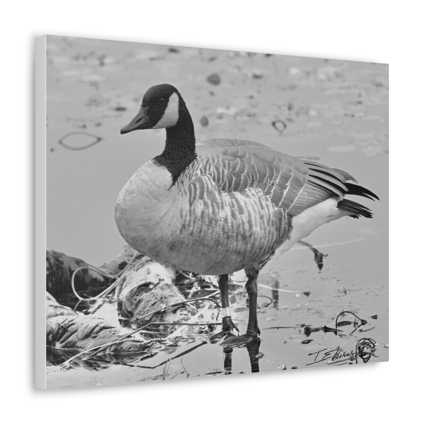 Black and White Photograph of a Banded Goose on Canvas
