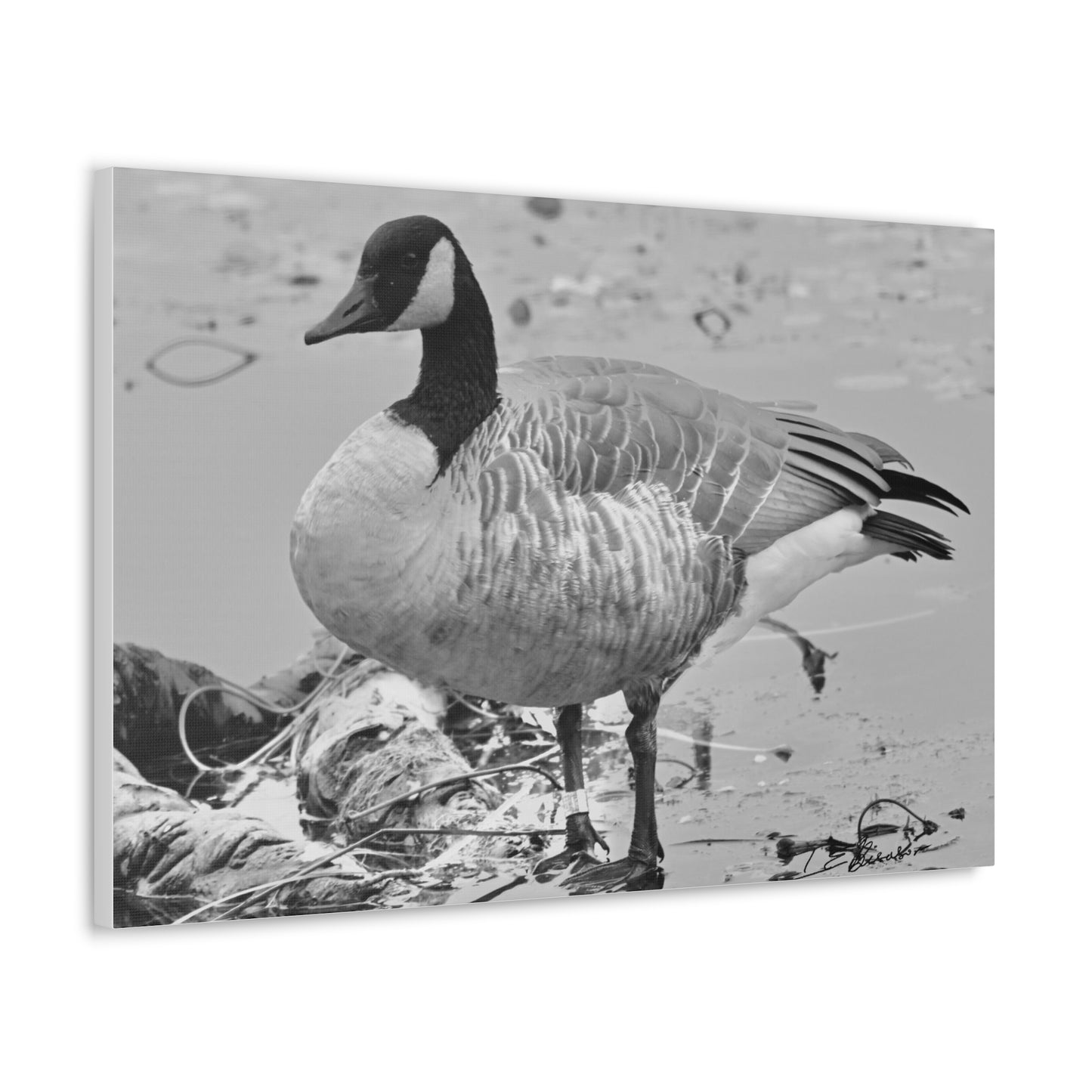 Black and White Photograph of a Banded Goose on Canvas