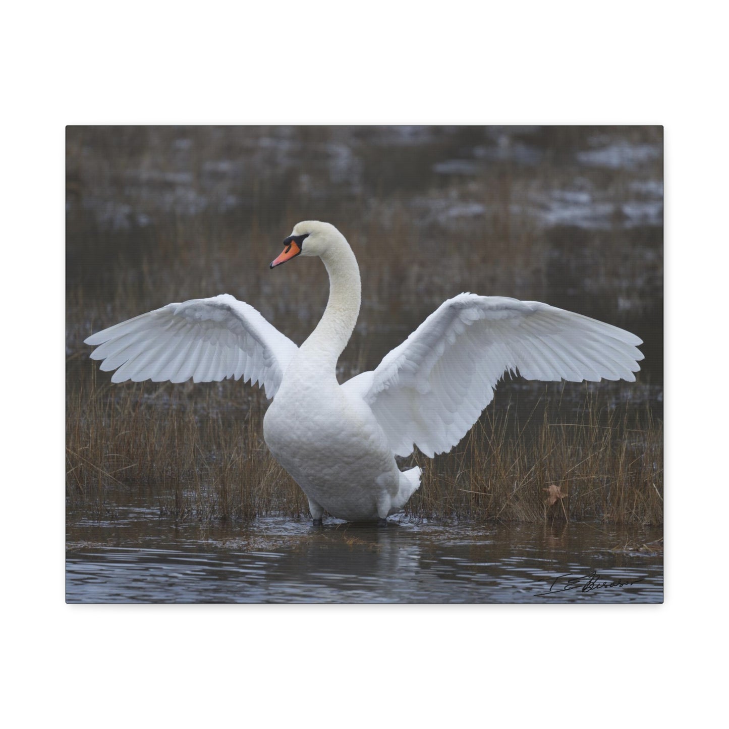 Amazing Swan Photograph on Canvas