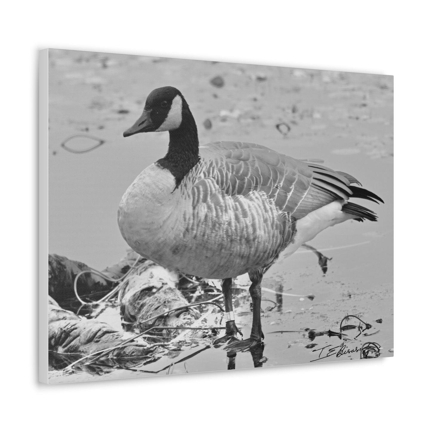 Black and White Photograph of a Banded Goose on Canvas
