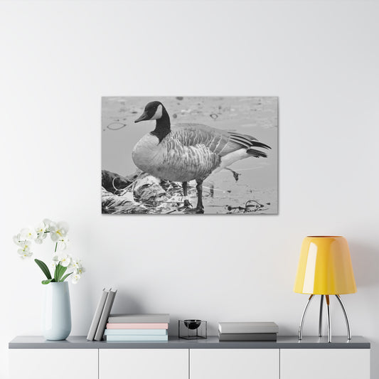 Black and White Photograph of a Banded Goose on Canvas