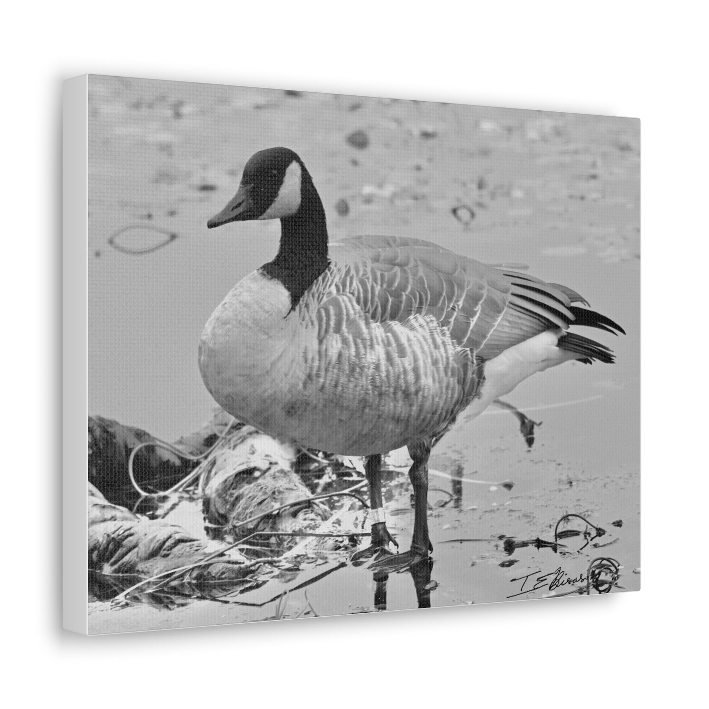 Black and White Photograph of a Banded Goose on Canvas