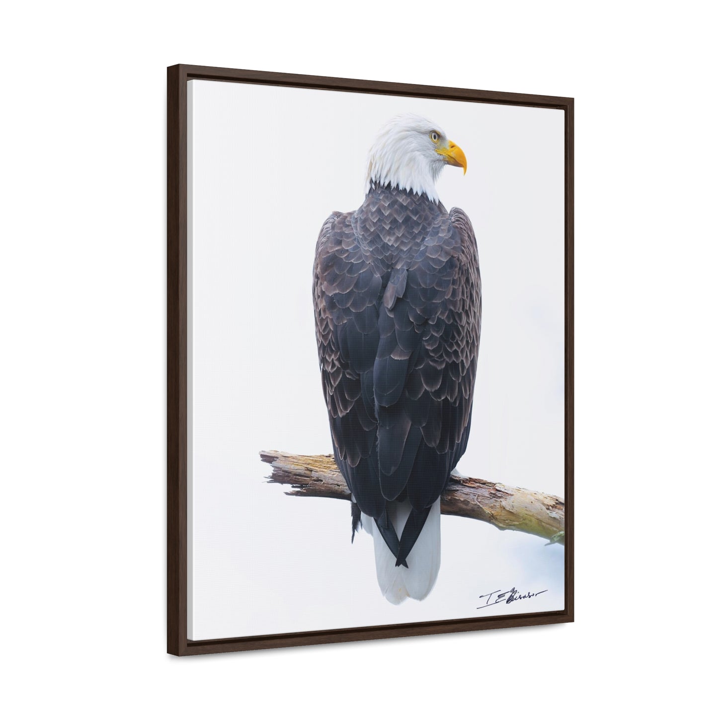 Majestic Bald Eagle Photograph on Canvas