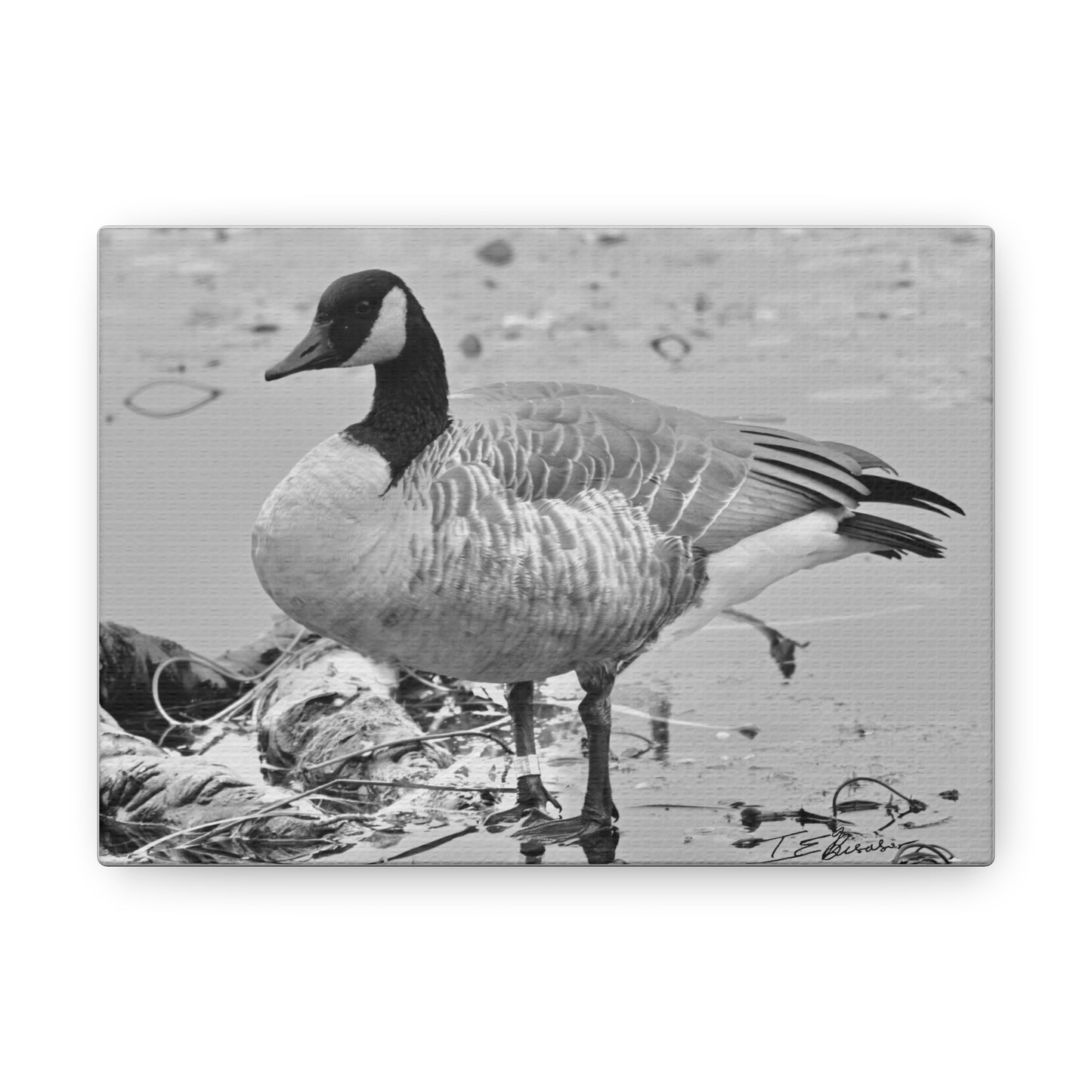 Black and White Photograph of a Banded Goose on Canvas