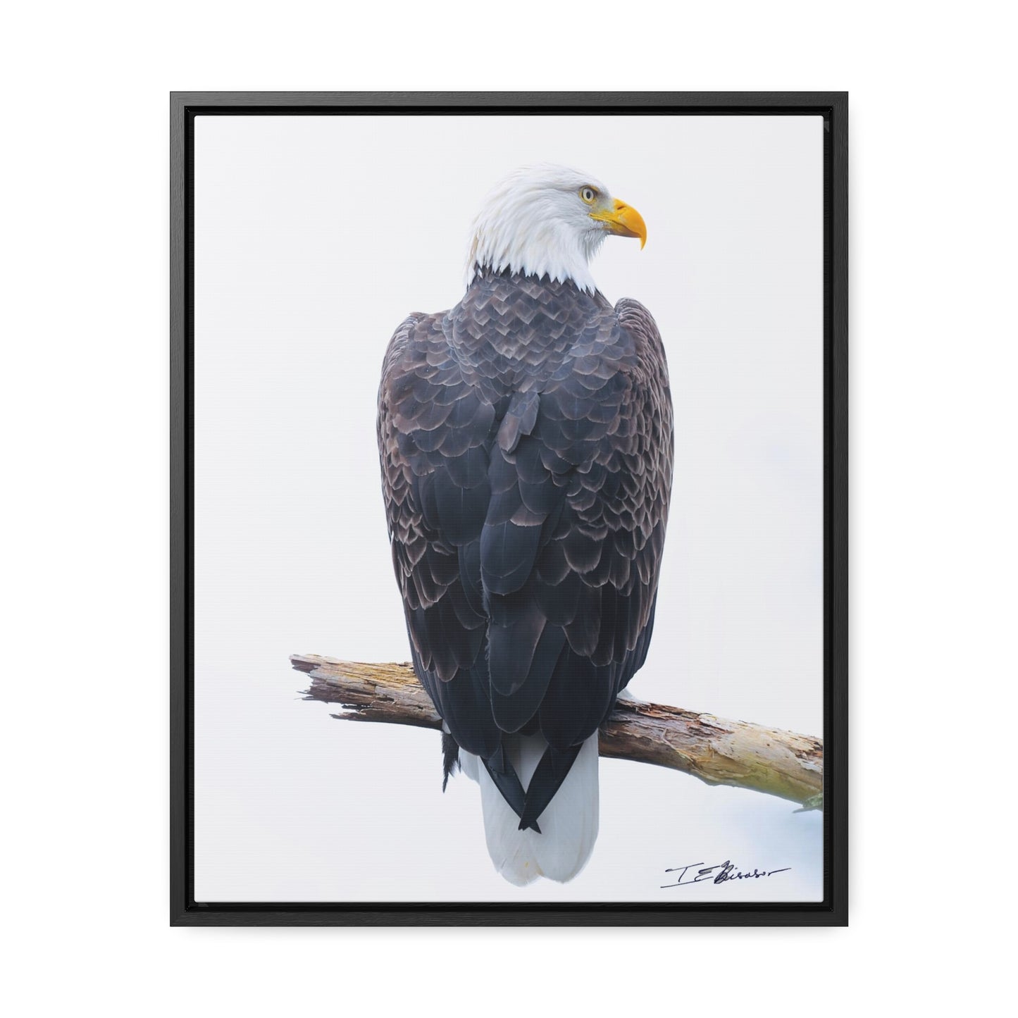 Majestic Bald Eagle Photograph on Canvas