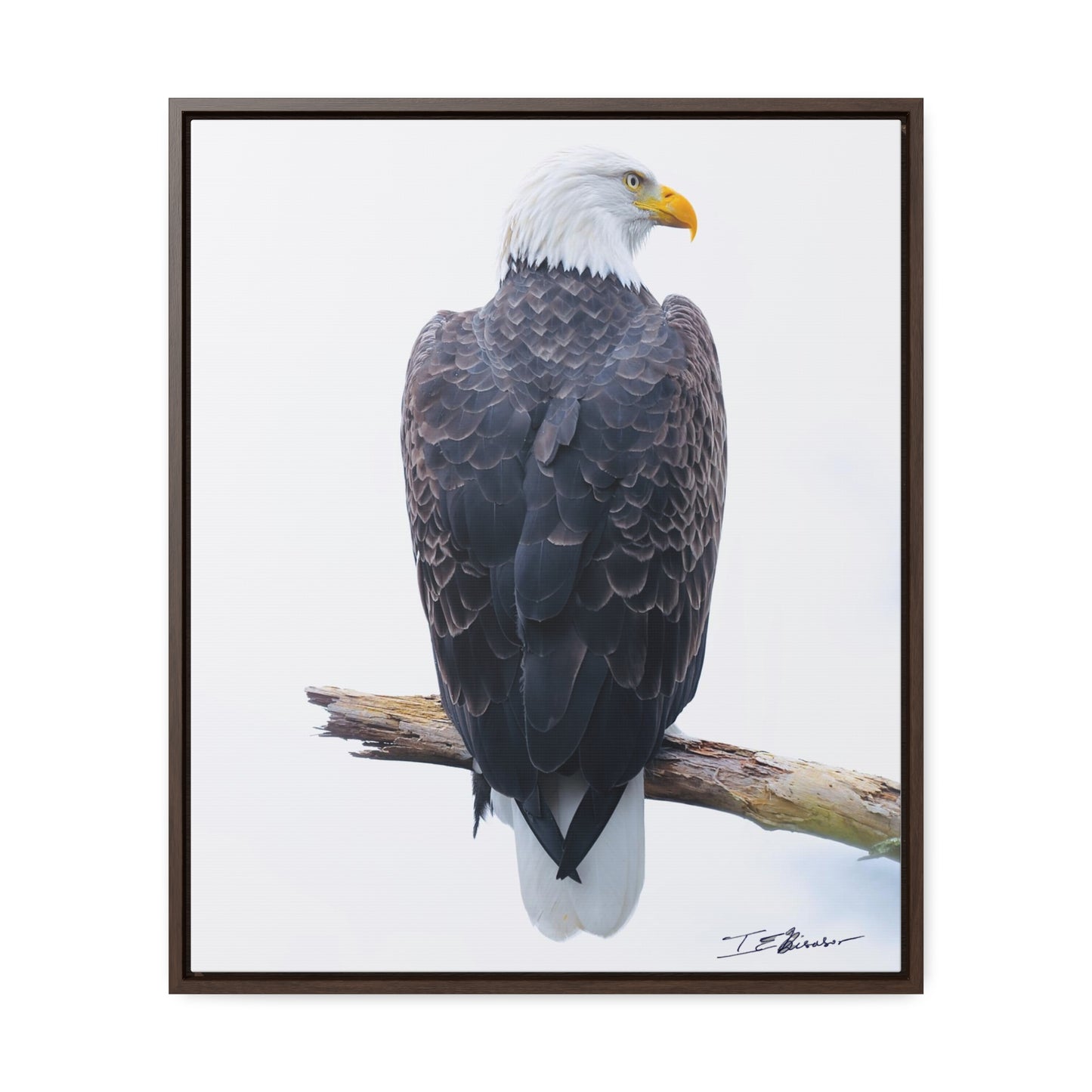 Majestic Bald Eagle Photograph on Canvas
