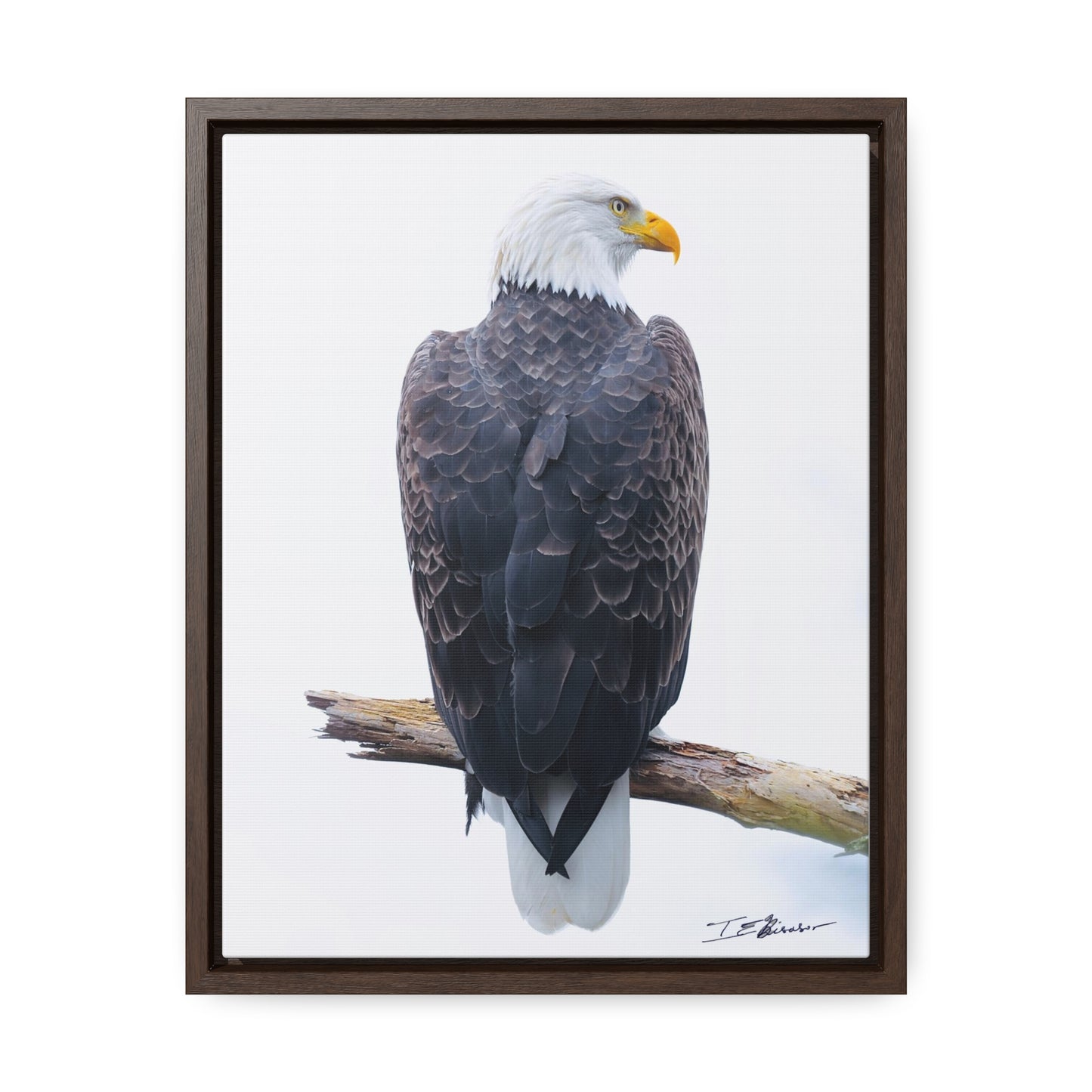 Majestic Bald Eagle Photograph on Canvas