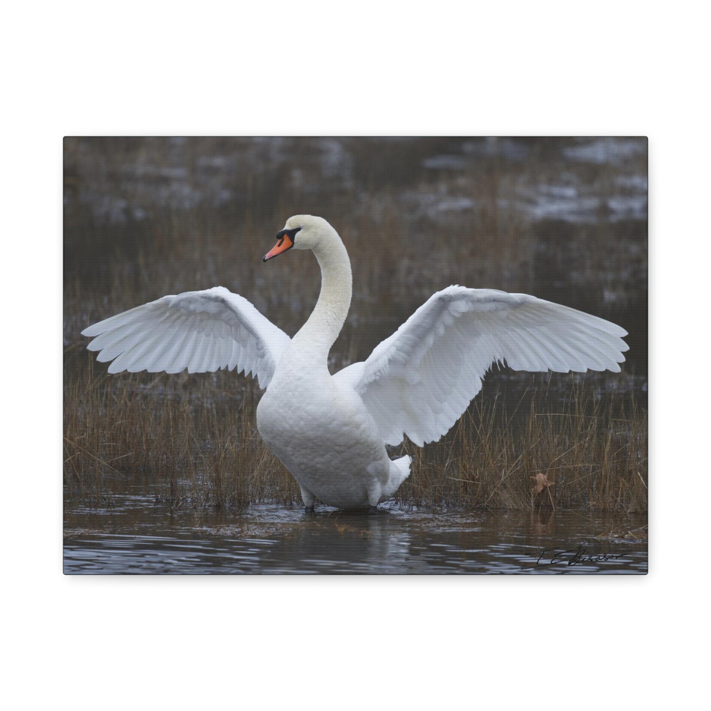 Amazing Swan Photograph on Canvas