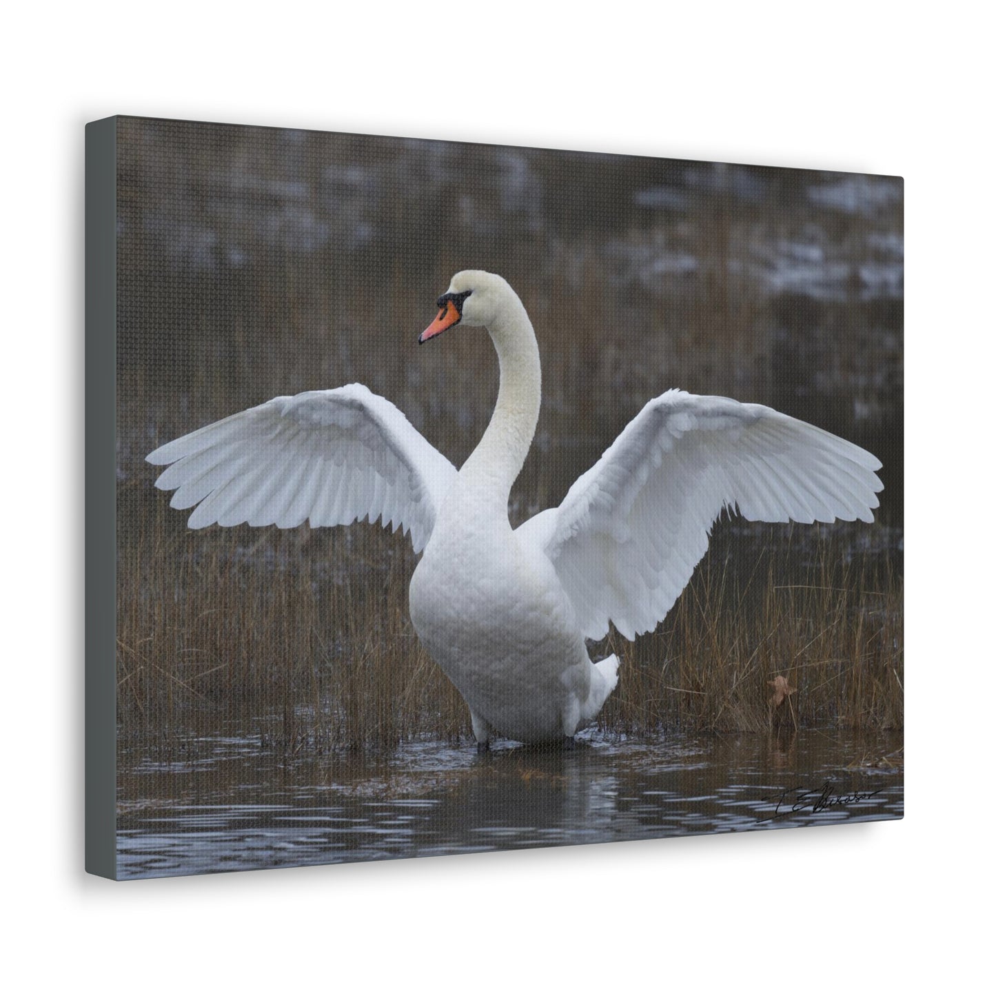 Amazing Swan Photograph on Canvas