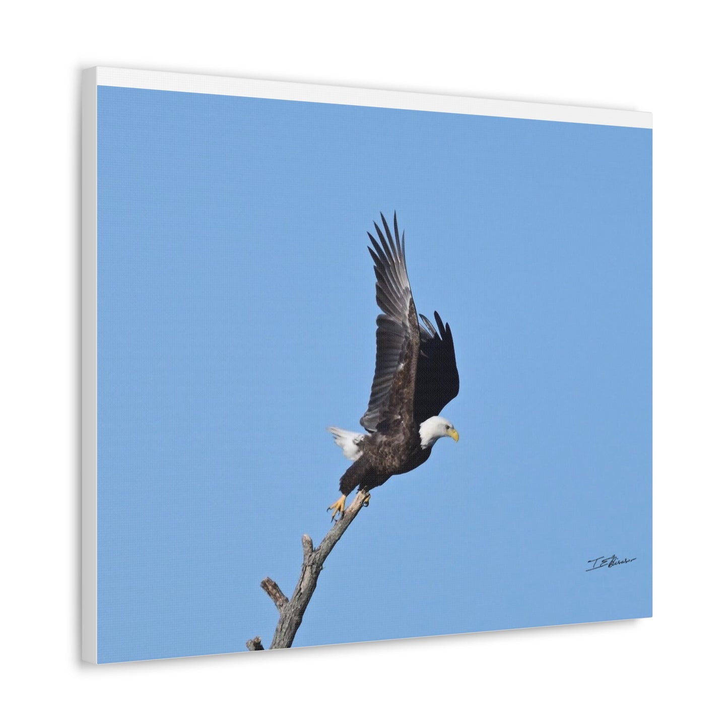 Majestic Bald Eagle Photograph on Canvas