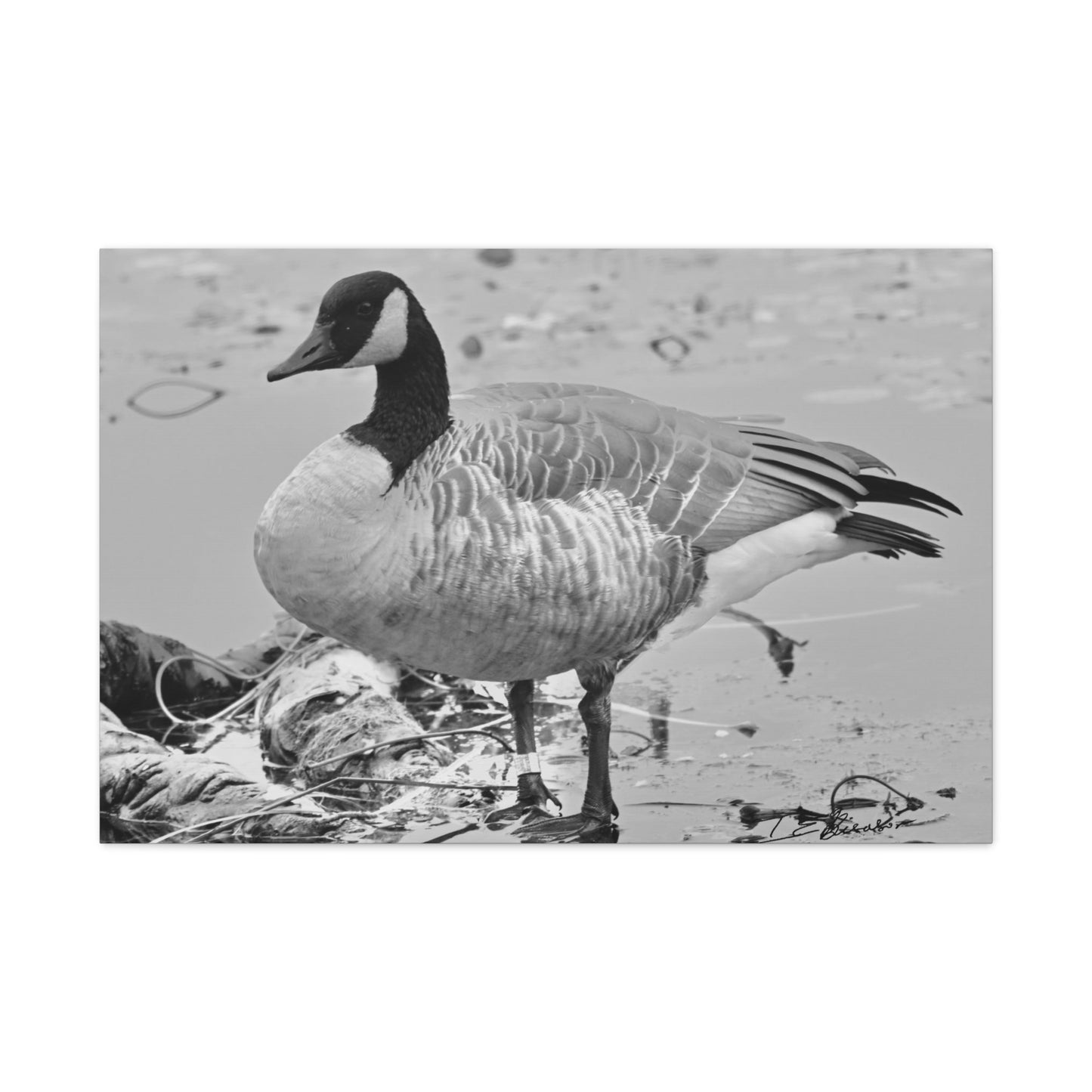 Black and White Photograph of a Banded Goose on Canvas