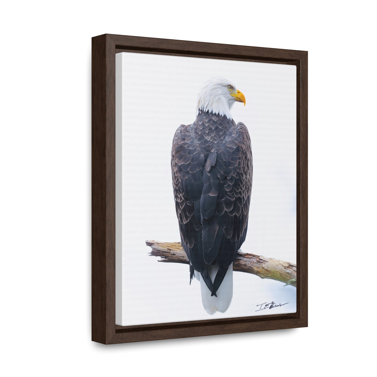 Majestic Bald Eagle Photograph on Canvas