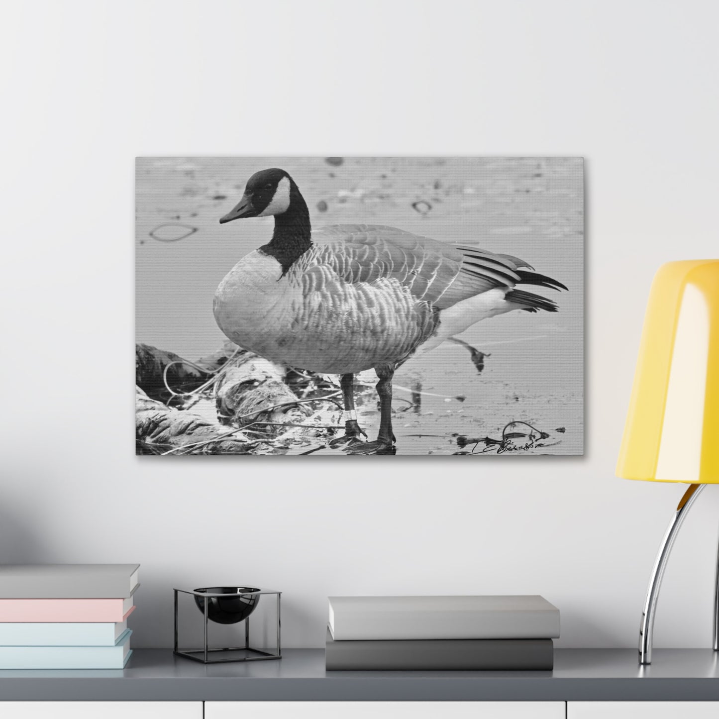 Black and White Photograph of a Banded Goose on Canvas