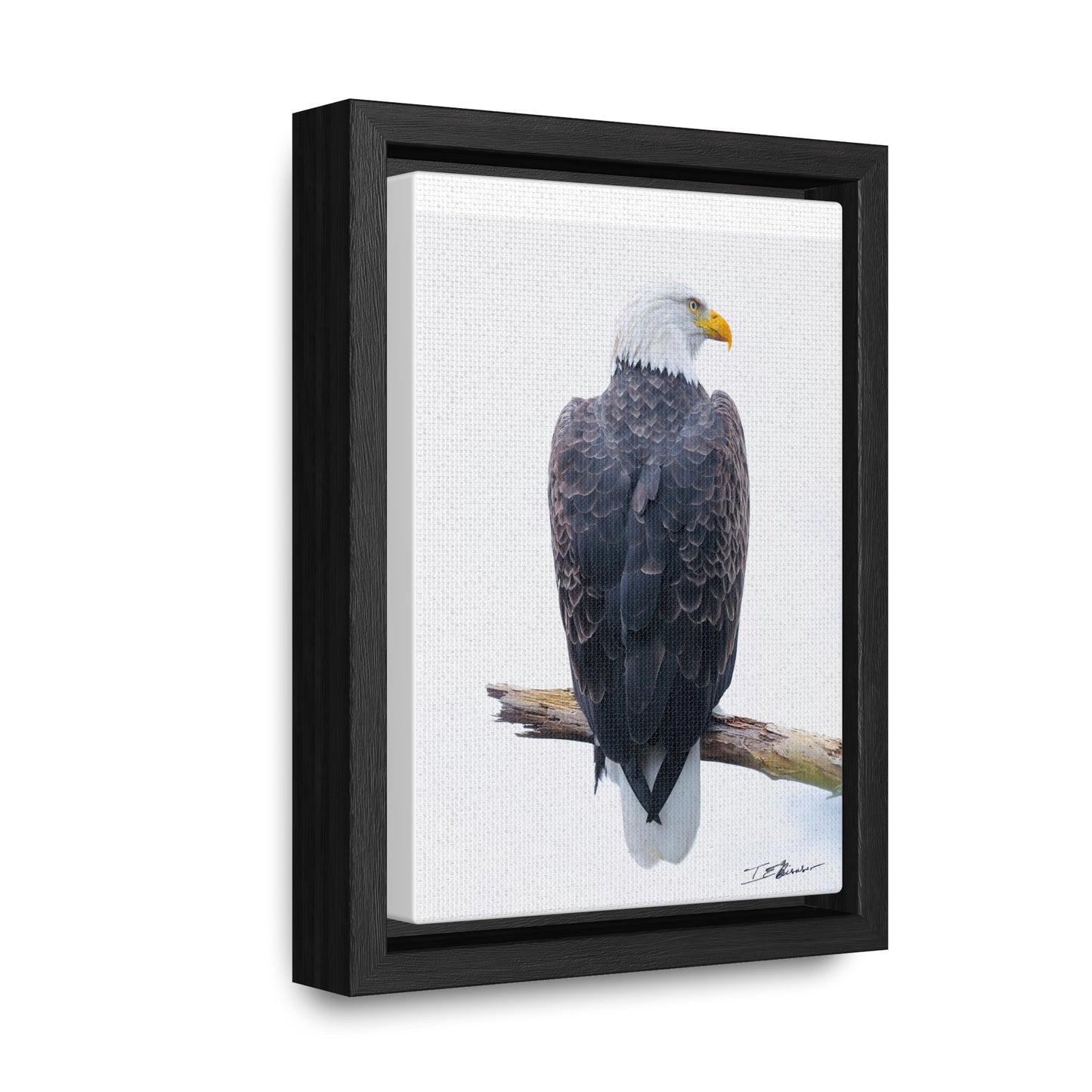 Majestic Bald Eagle Photograph on Canvas