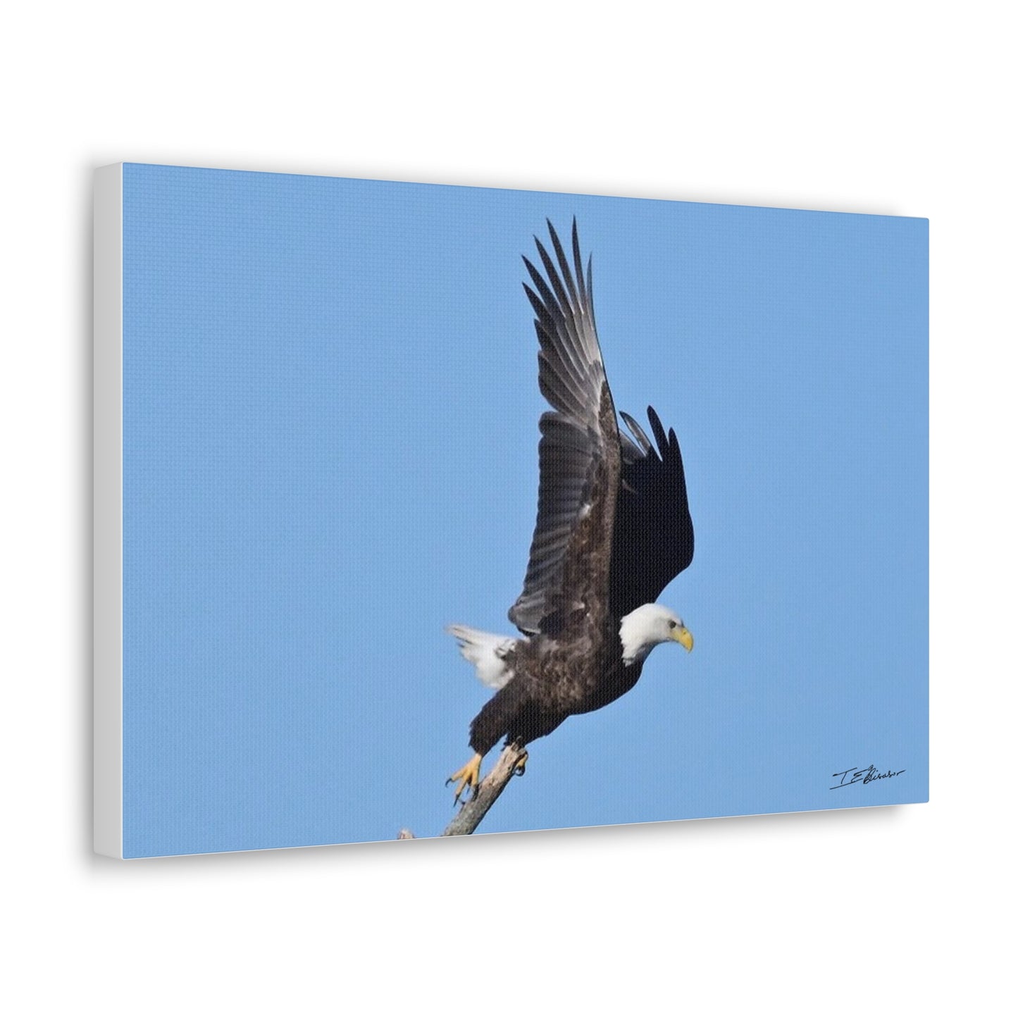 Majestic Bald Eagle Photograph on Canvas