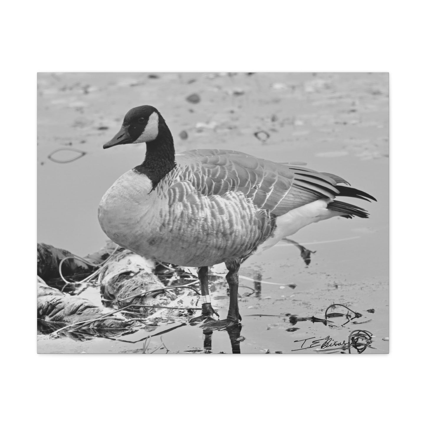 Black and White Photograph of a Banded Goose on Canvas