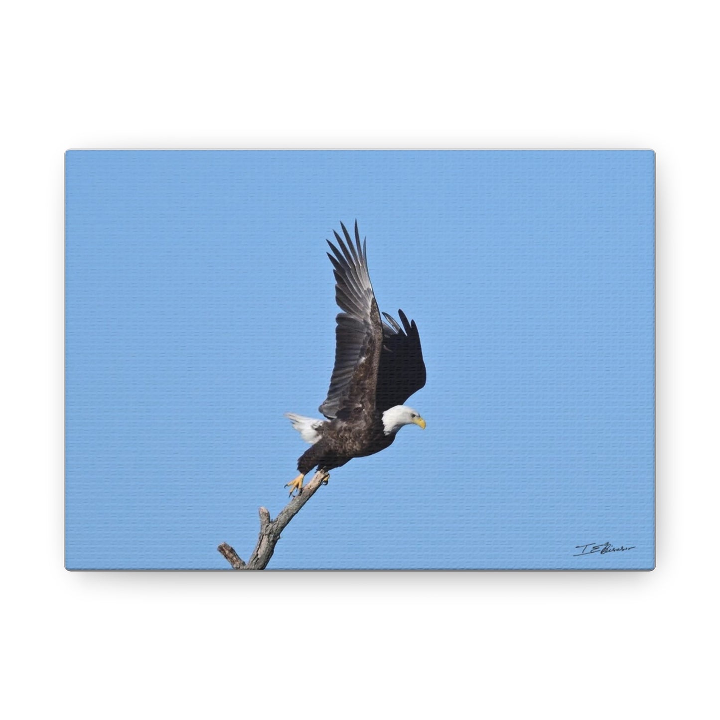 Majestic Bald Eagle Photograph on Canvas