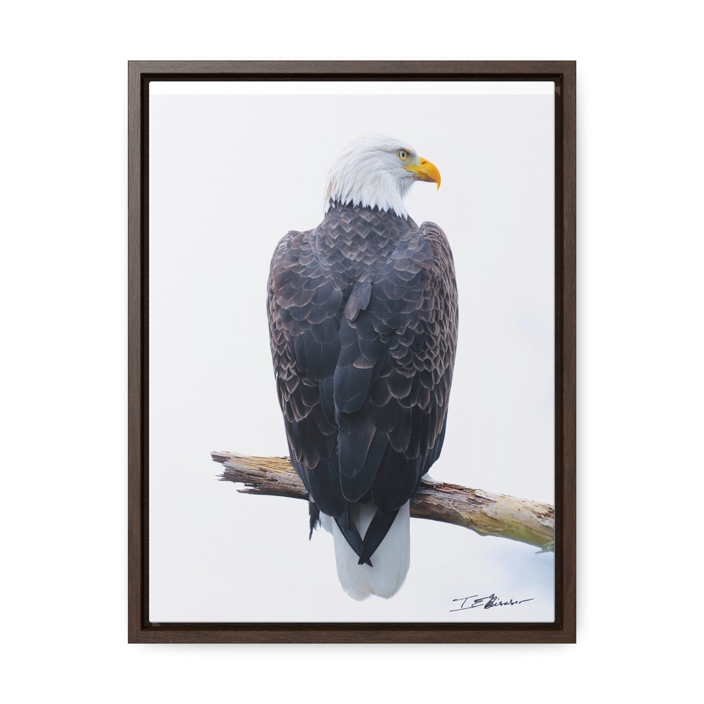 Majestic Bald Eagle Photograph on Canvas