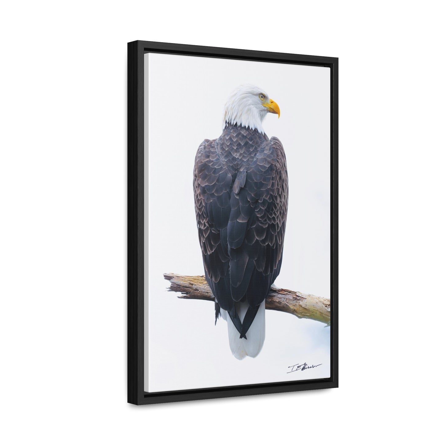 Majestic Bald Eagle Photograph on Canvas