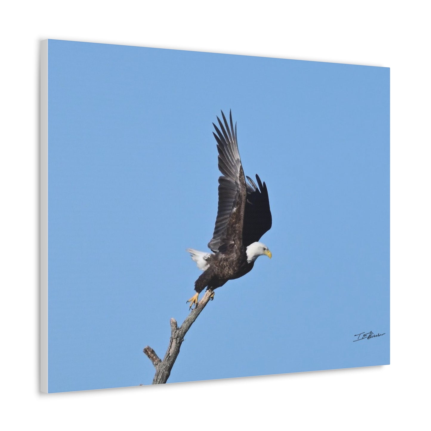 Majestic Bald Eagle Photograph on Canvas