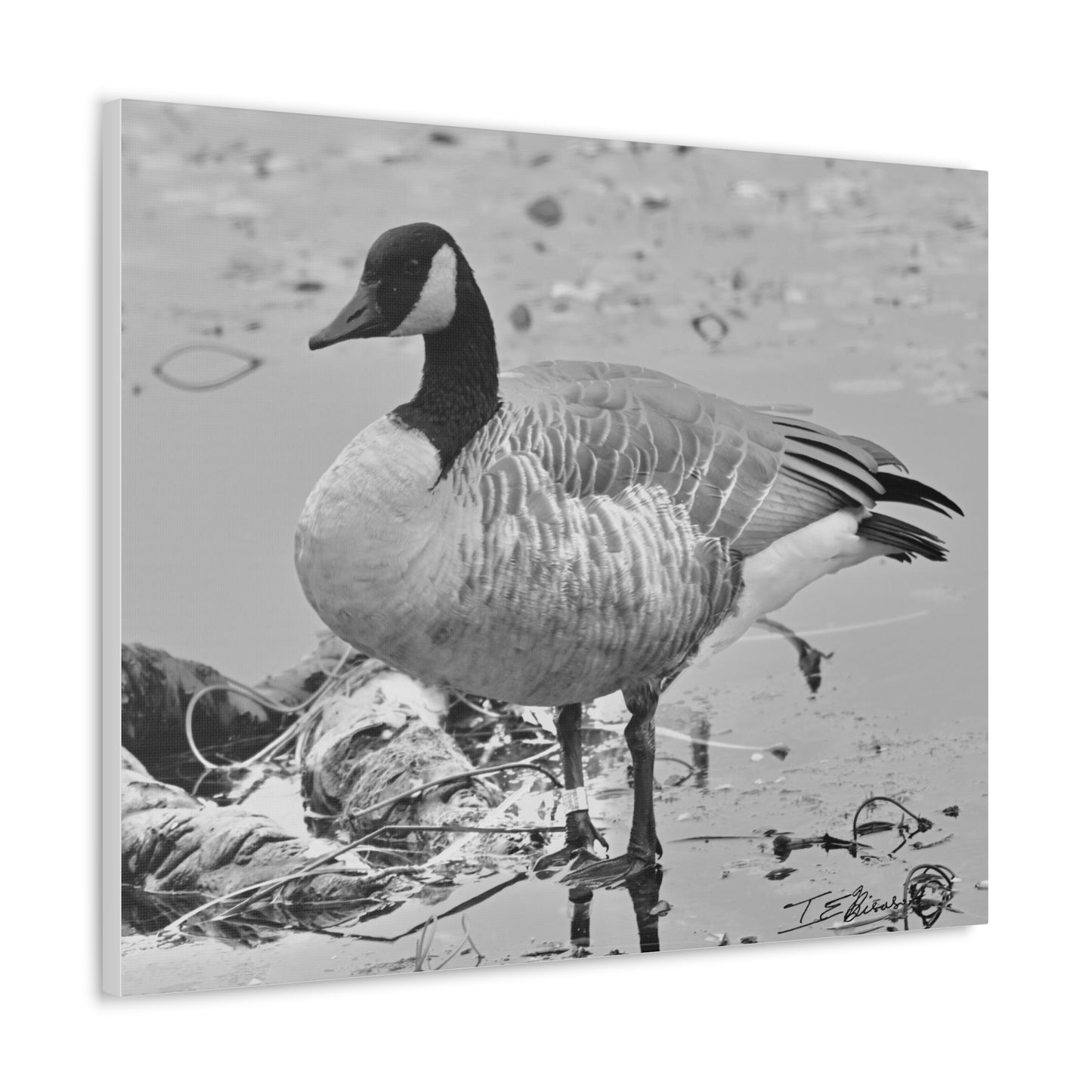 Black and White Photograph of a Banded Goose on Canvas