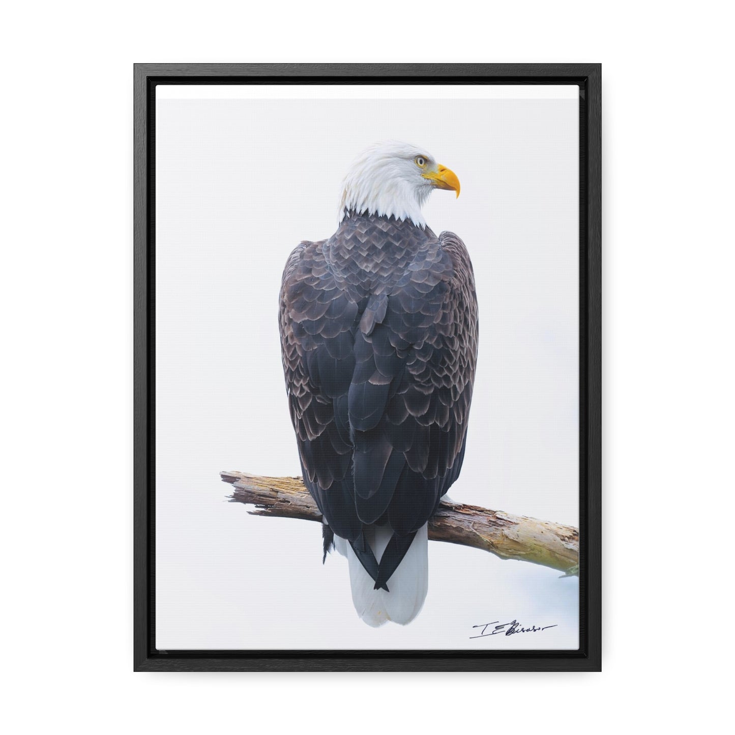 Majestic Bald Eagle Photograph on Canvas