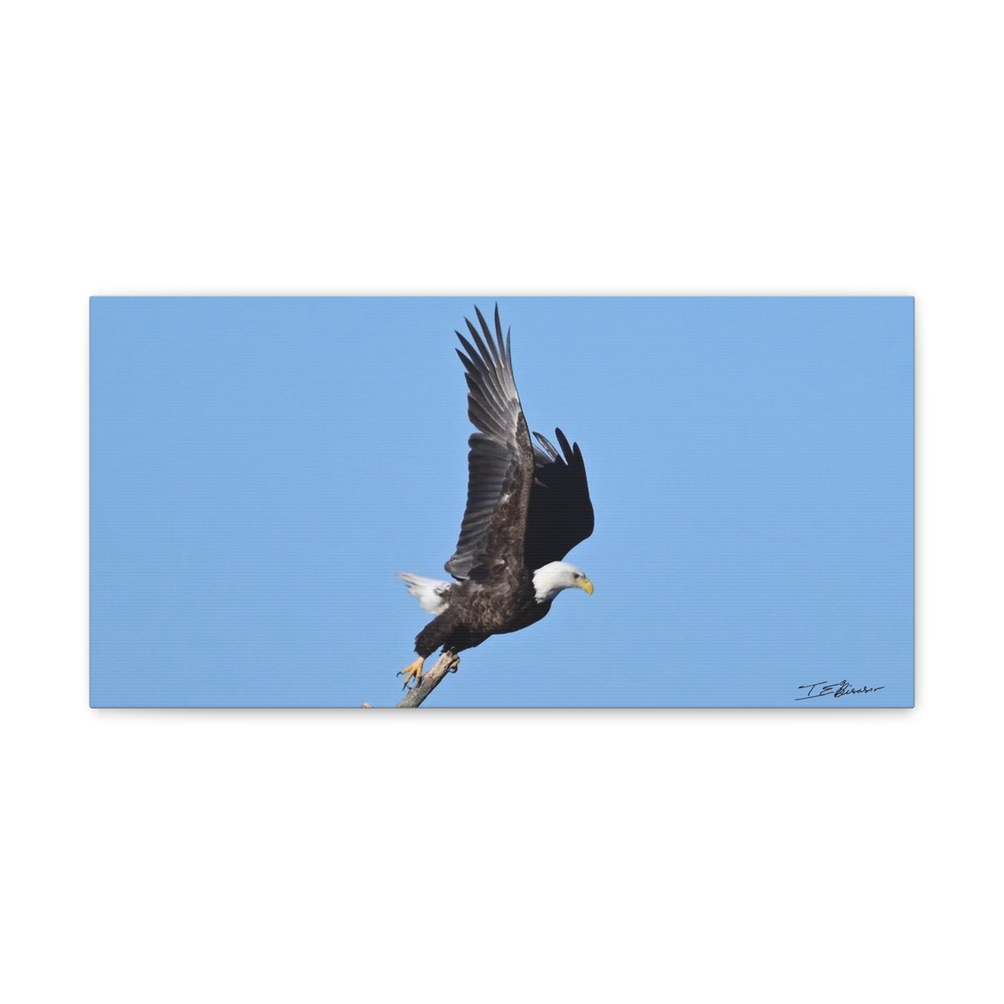 Majestic Bald Eagle Photograph on Canvas