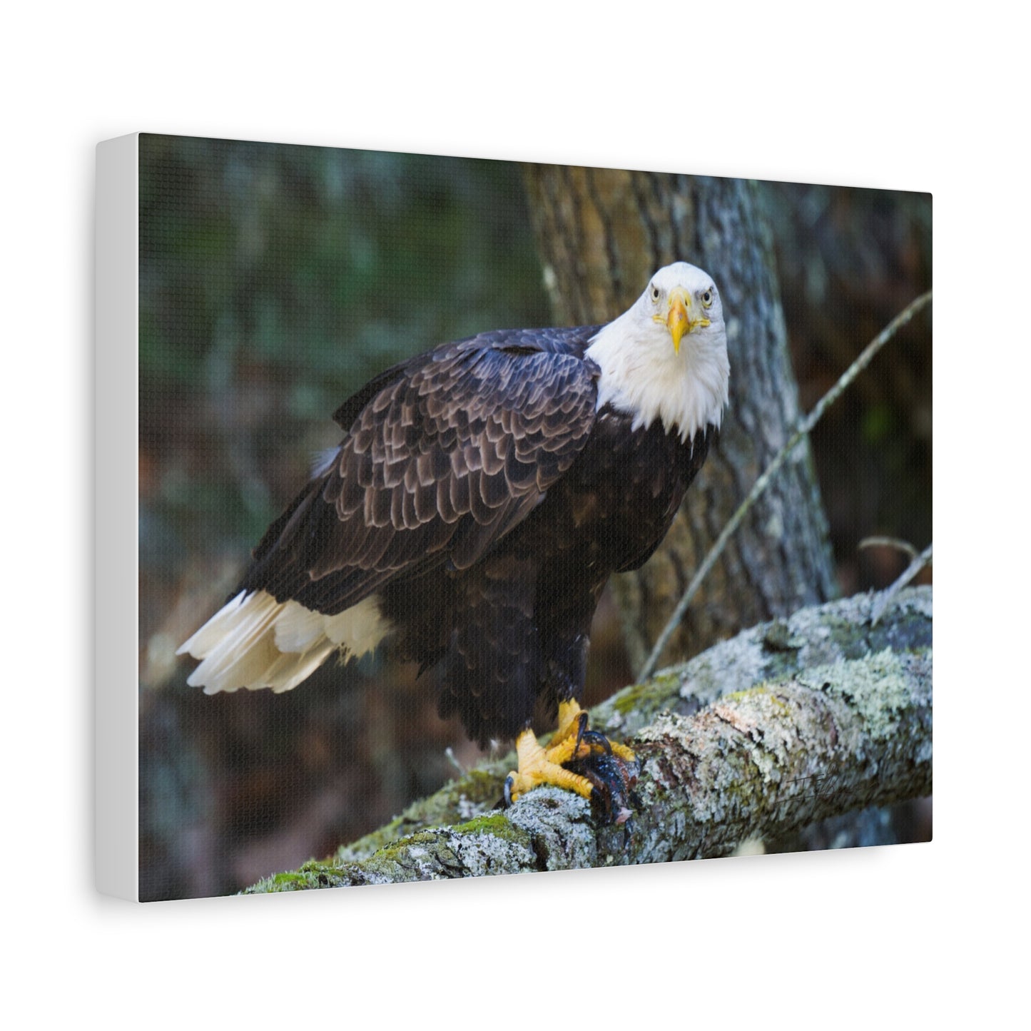 Bald Eagle Canvas Wall Art - Nature Decor for Wildlife Lovers