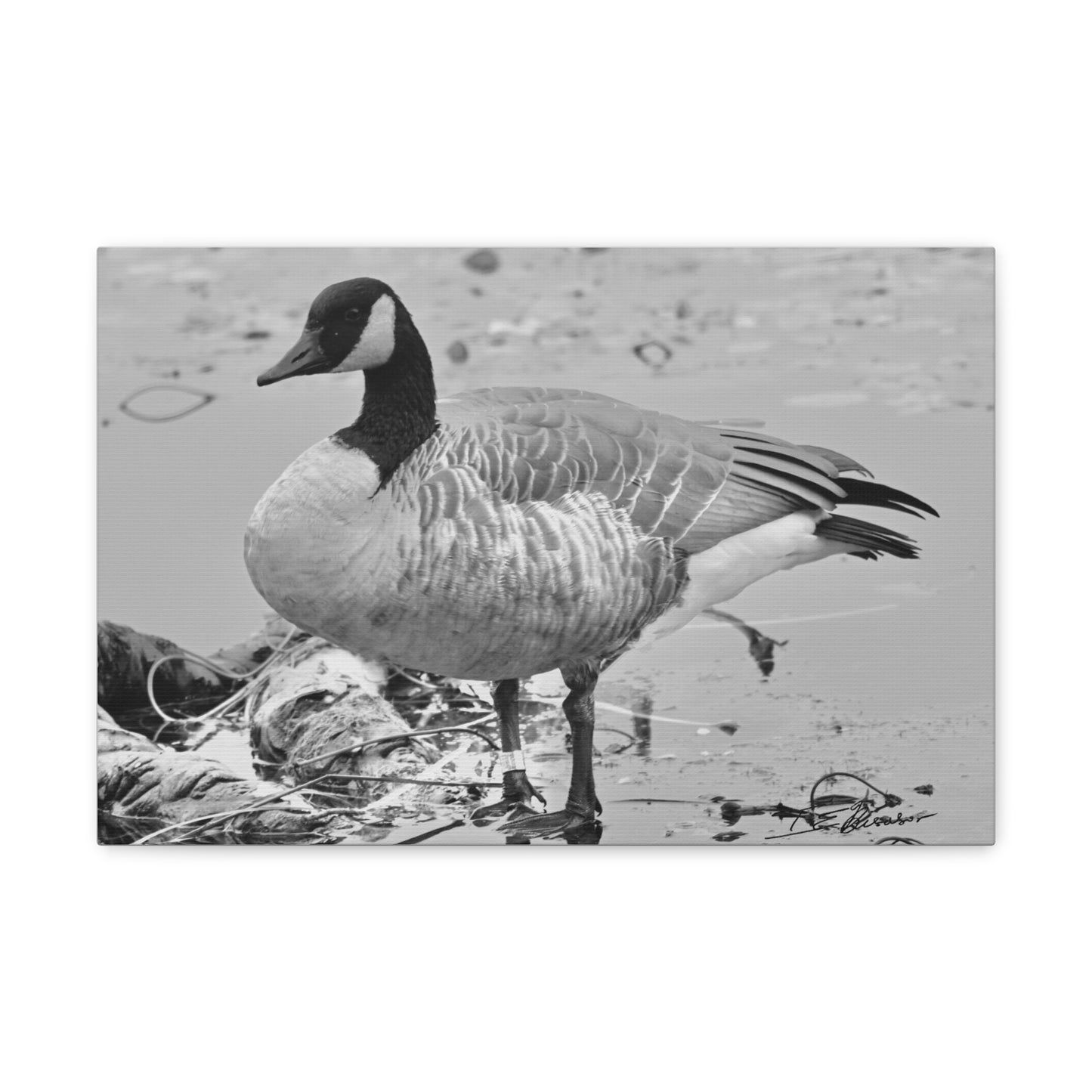Black and White Photograph of a Banded Goose on Canvas