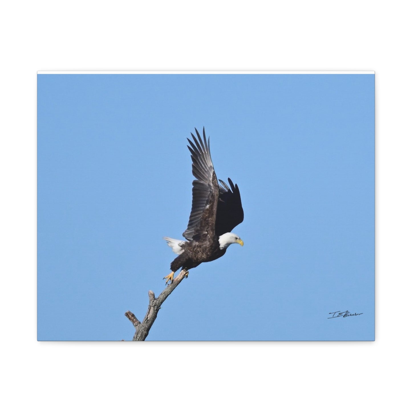 Majestic Bald Eagle Photograph on Canvas