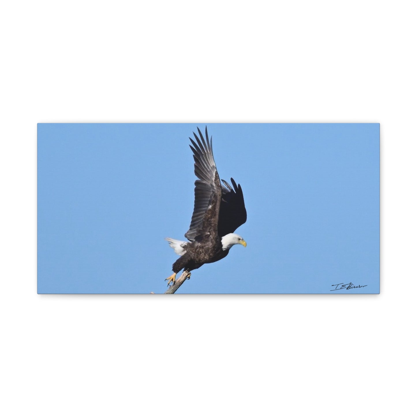Majestic Bald Eagle Photograph on Canvas