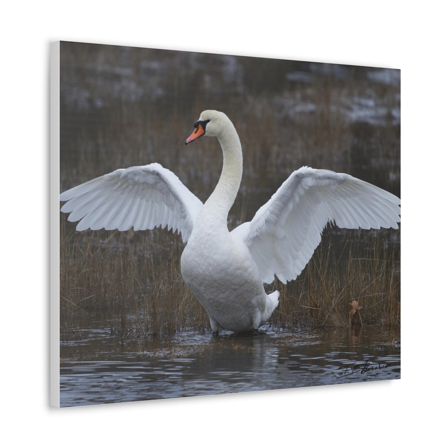 Amazing Swan Photograph on Canvas