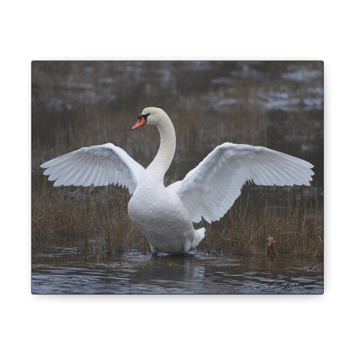 Amazing Swan Photograph on Canvas