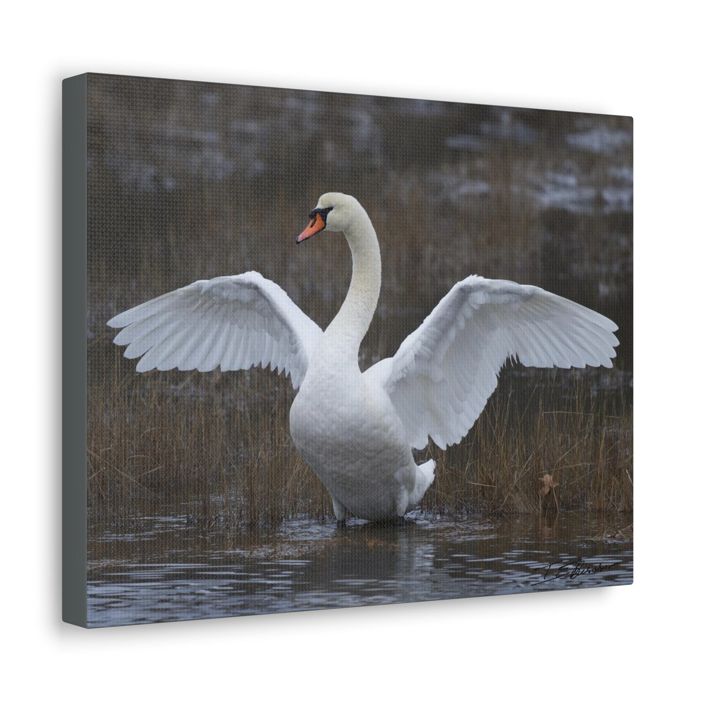 Amazing Swan Photograph on Canvas