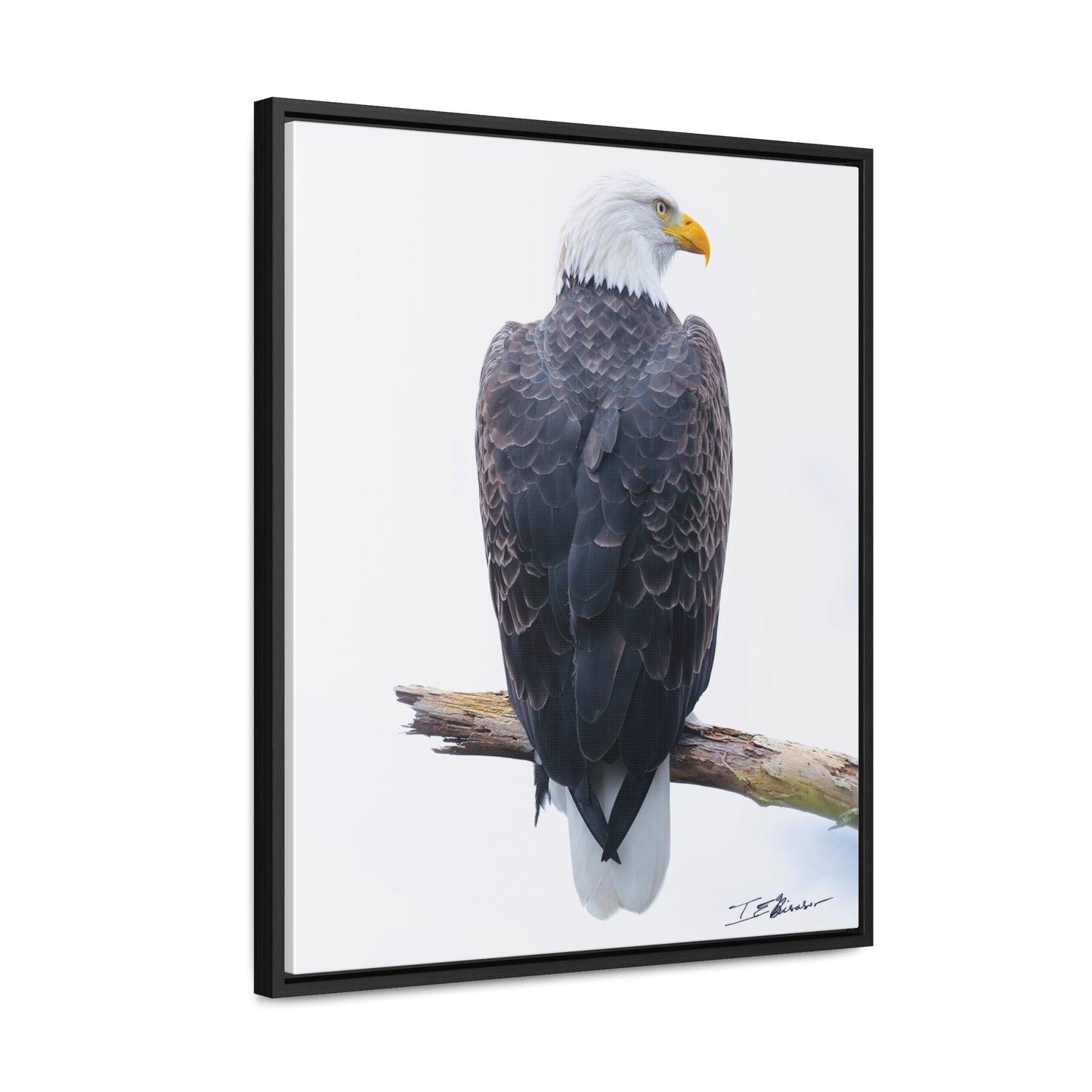 Majestic Bald Eagle Photograph on Canvas