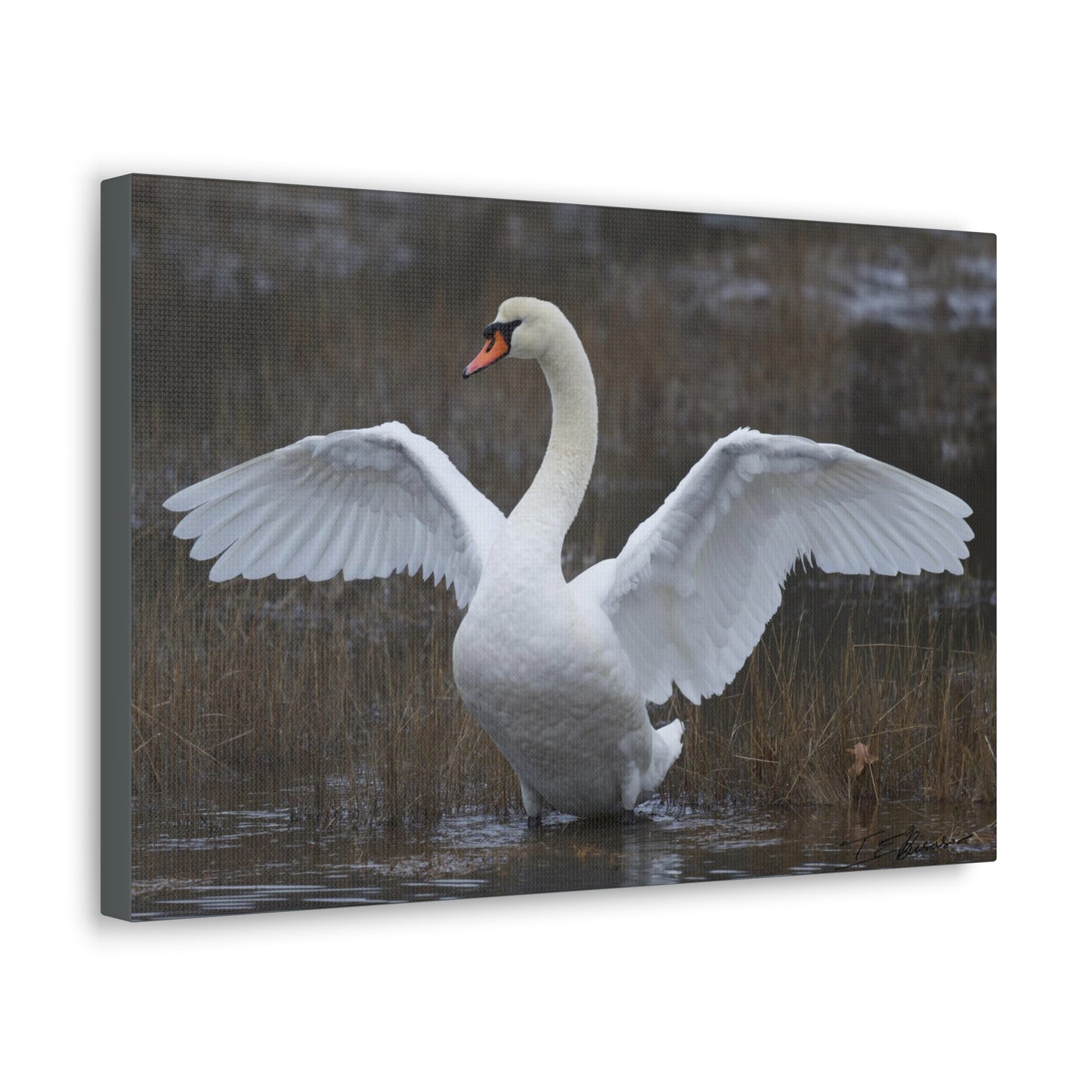 Amazing Swan Photograph on Canvas