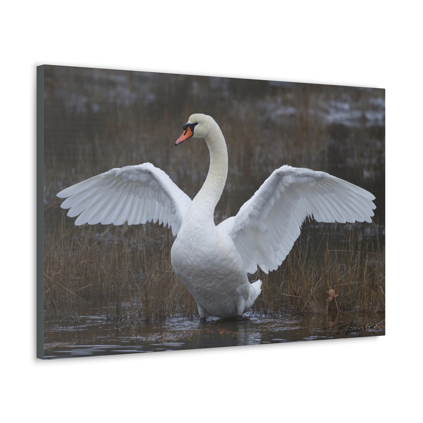 Amazing Swan Photograph on Canvas