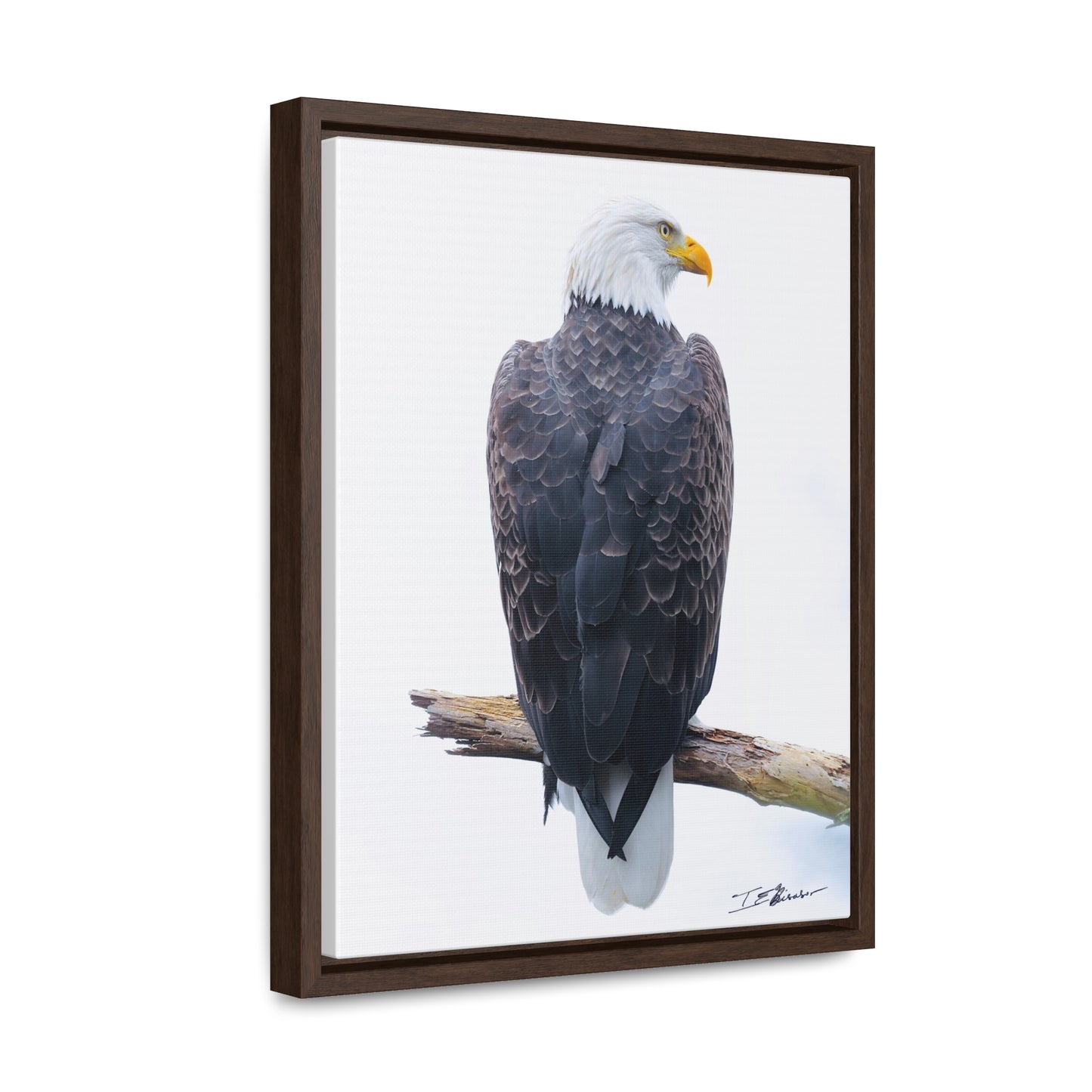 Majestic Bald Eagle Photograph on Canvas
