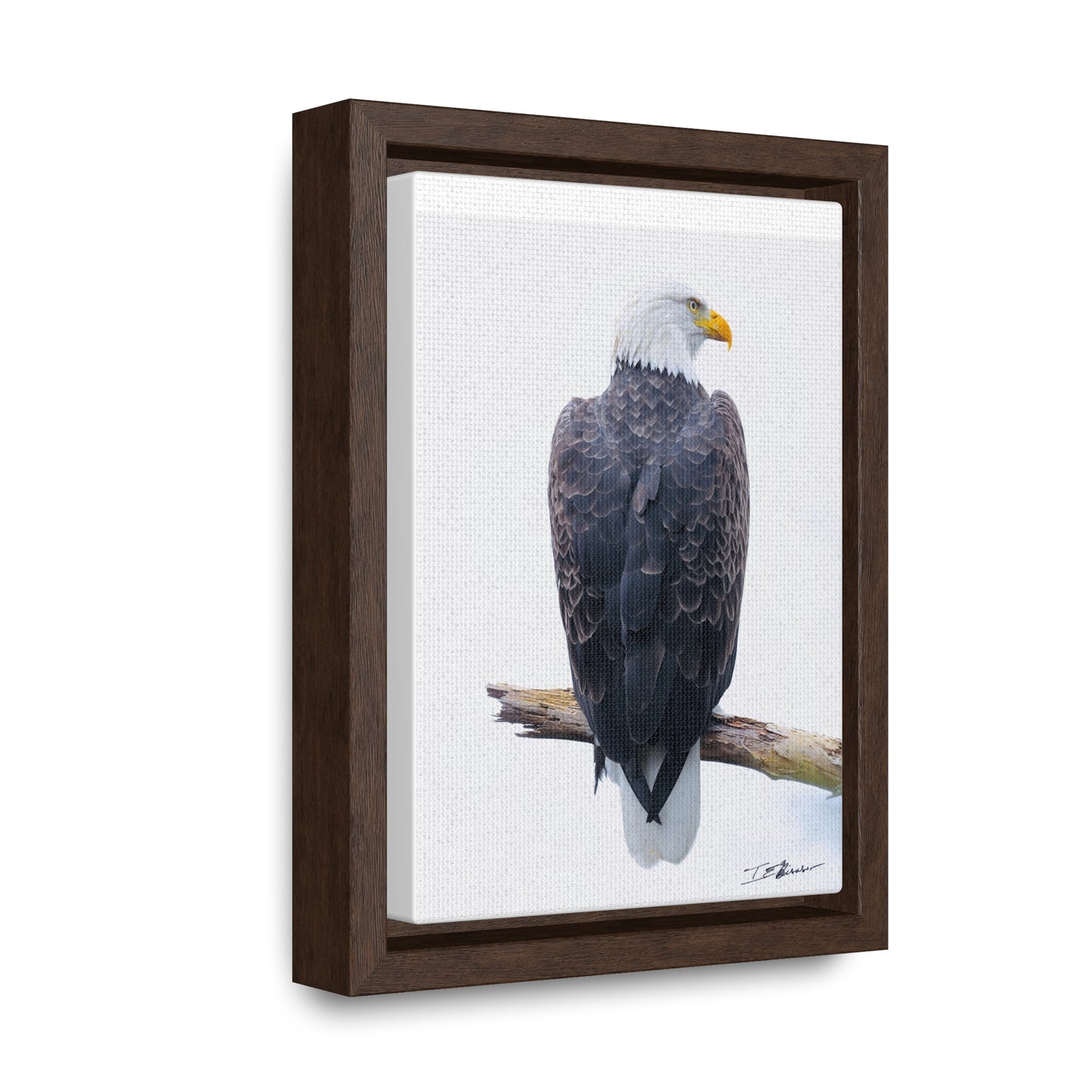Majestic Bald Eagle Photograph on Canvas