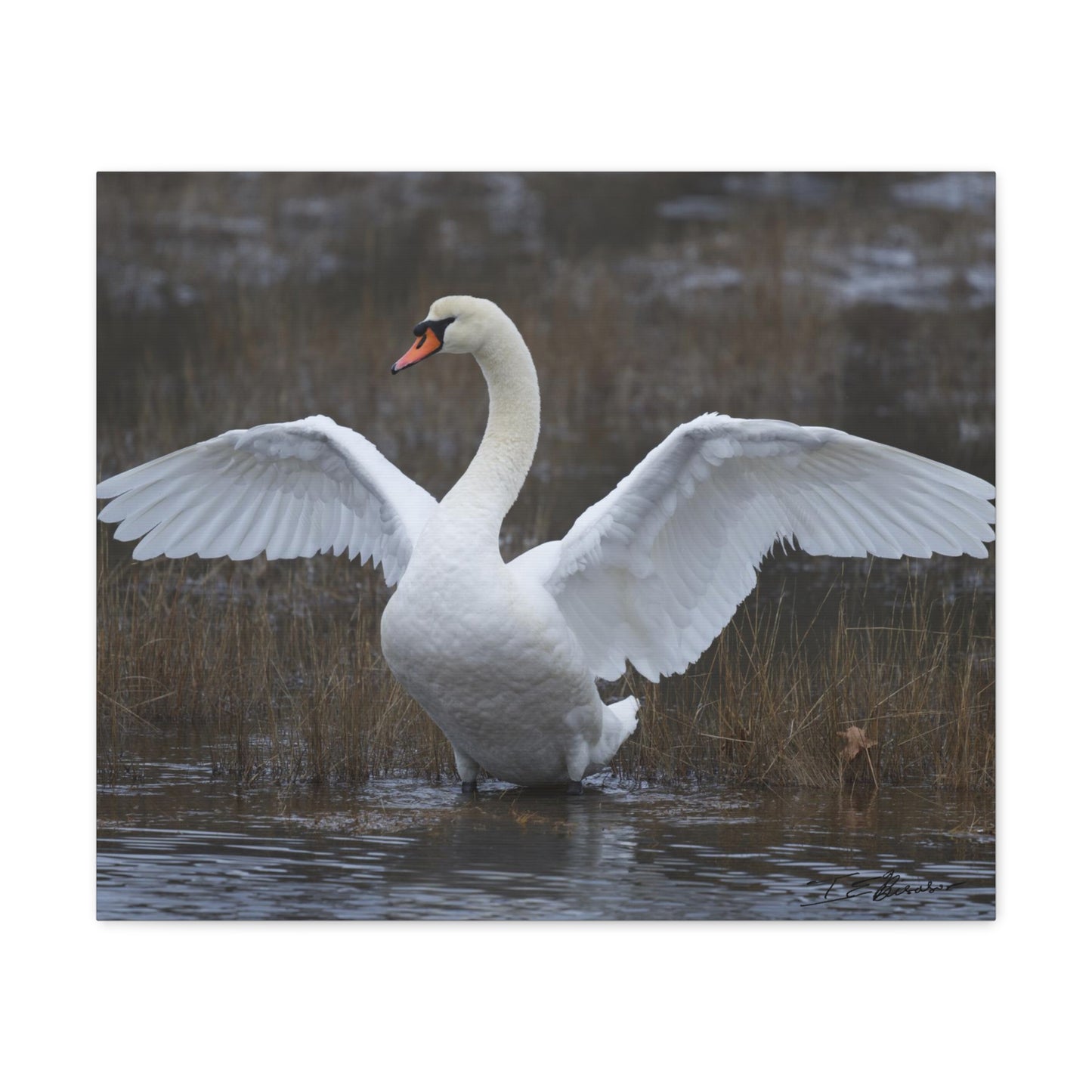 Amazing Swan Photograph on Canvas