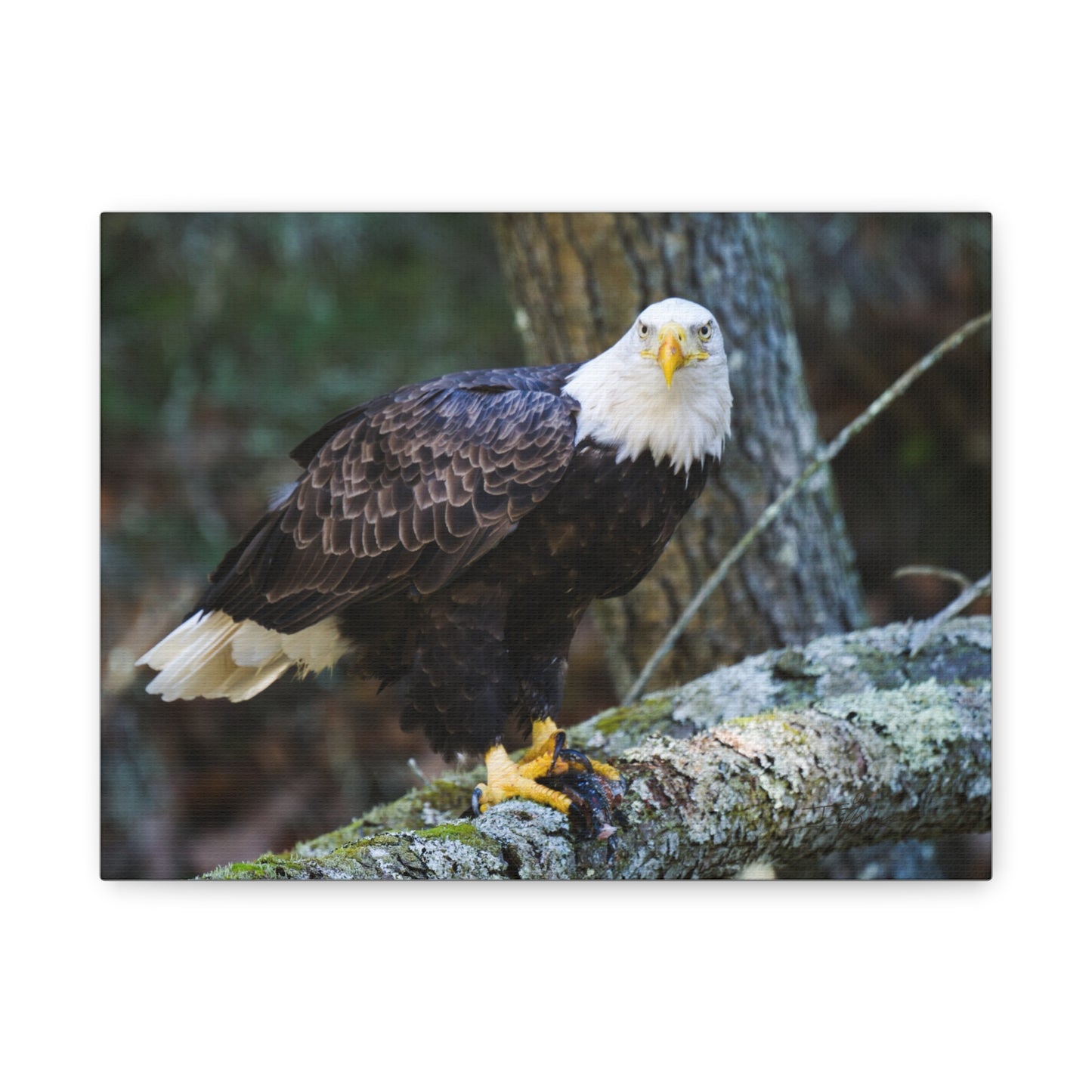Bald Eagle Canvas Wall Art - Nature Decor for Wildlife Lovers